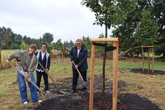 Drei Personen pflanzen Bäume in einem Feld mit Werkzeugen in der Hand.