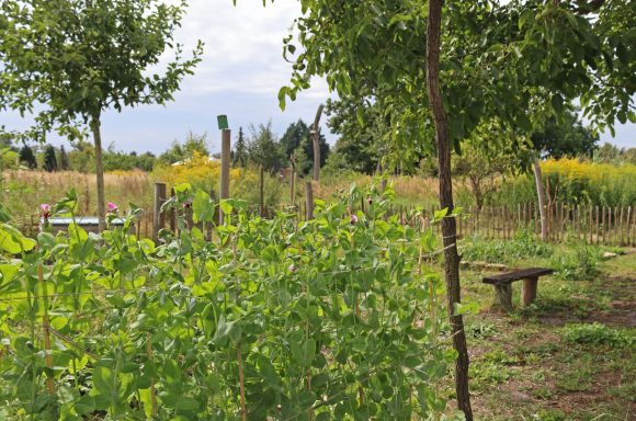 Gemüsepflanzen in Rangsdorf