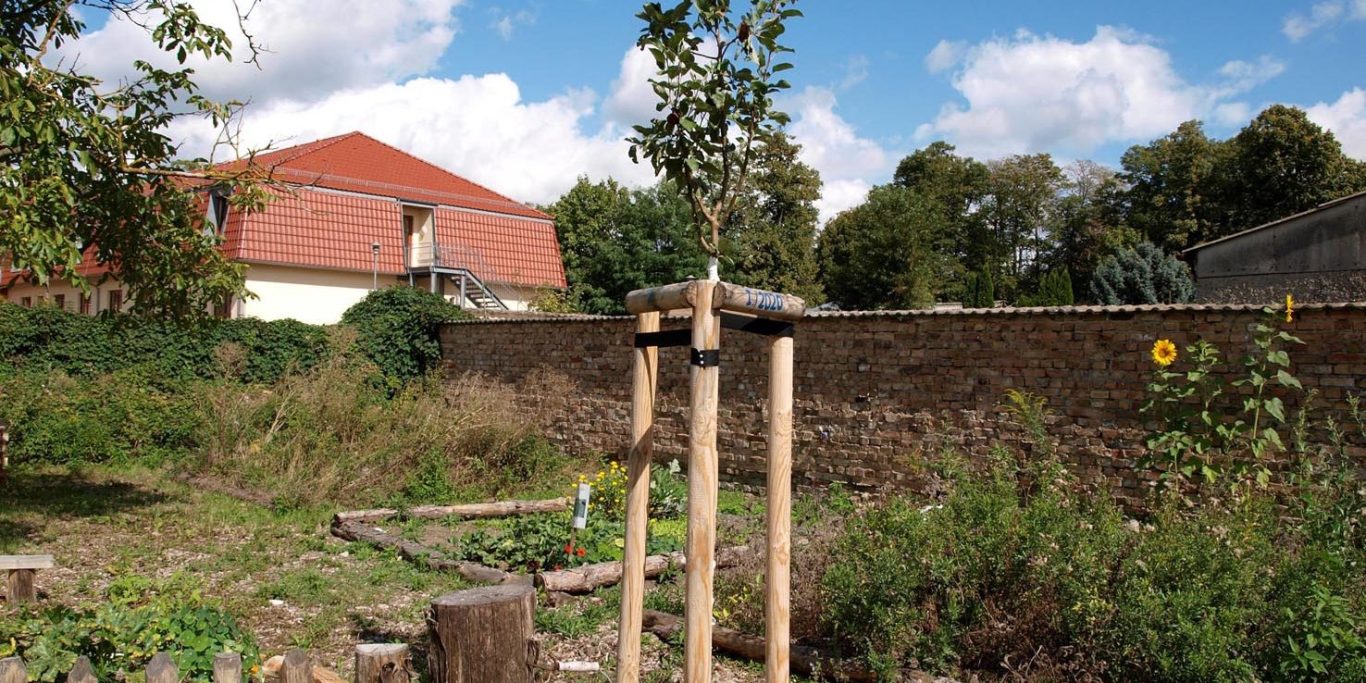 Garten mit Jungbaum, Holzstützen und blühendem Grün, im Hintergrund ein rotes Haus.