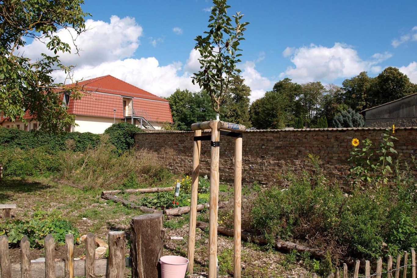 Ein kleiner Obstbaum mit Stütze in einem Garten hinter einem Haus unter blauem Himmel.