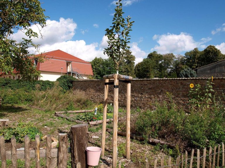 Ein Garten mit einem jungen Baum, umzäunt von einem Holzzaun und einem Haus im Hintergrund.